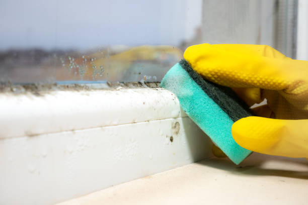 Best Mold Damage Repair  in , MN