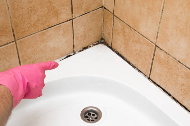 Best Mold Remediation Services  in , MN